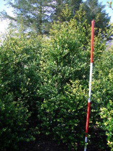 Ilex crenata