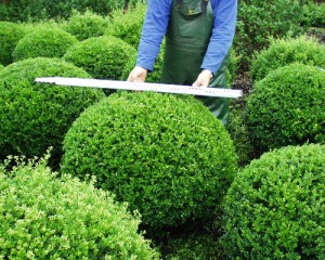 Ilex crenata Glorie Gem Kugel