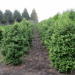 Ilex crenata