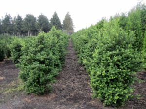 Ilex crenata