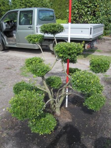 Ilex crenata Bonsai