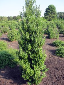 ilex-latifolia