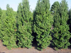 Ilex latifolia2