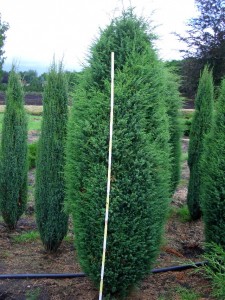 Juniperus com.'Hibernica'