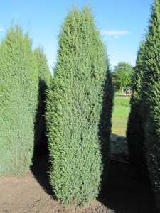 Juniperus com.'Hibernica'