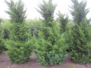 Juniperus chin.'Kaizuka'