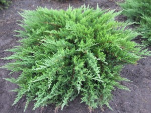 Juniperus sabina 'Tamariscifolia'