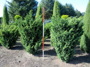 Juniperus chin. Blaauw