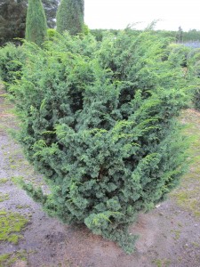 Juniperus chin. Blaauw