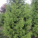 Juniperus chin.'Keteleeri'