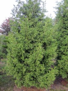 Juniperus chin.'Keteleeri'