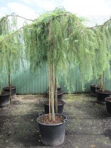 Larix kaempferi 'Pendula'