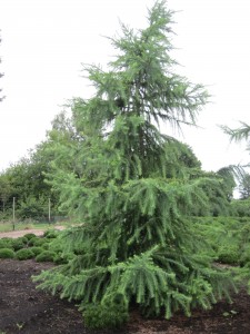 Larix kaempferi