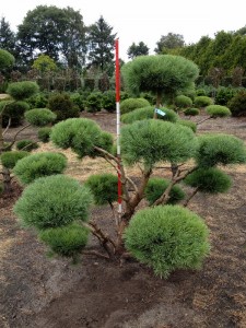 Pinu sylvestris Norske Typ Bonsai