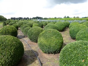 Buxus semp. arborescens Kugel