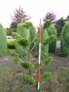 Juniperus Bonsai