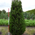 Juniperus virginiana 'Canaertii'