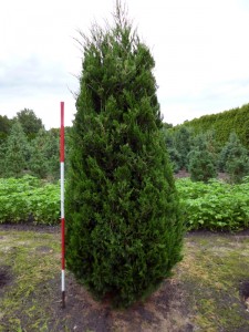 Juniperus virginiana 'Canaertii'