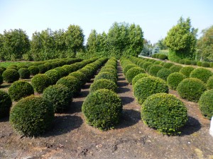 Taxus baccata Kugeln Feld