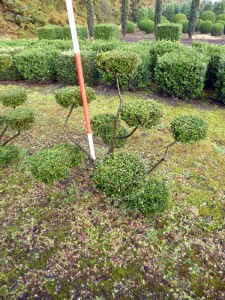 Ilex crenata Green Glorie Bonsai