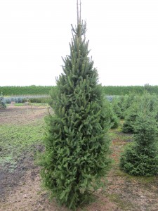 picea abies 'Cupressina'