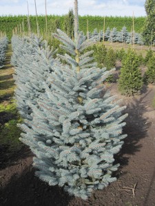 Picea pungens Fat Albert