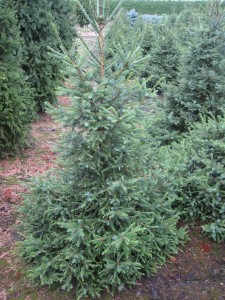 Picea Little Boy