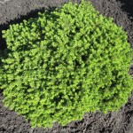 Picea abies 'Little Gem'
