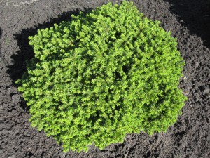 Picea abies 'Little Gem'