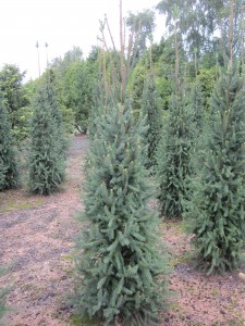 Picea abies 'Columnaris'