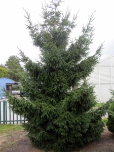 Picea orientalis 'Aureospicata'