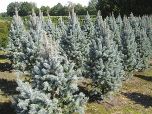 Picea pungens Iseli Fastigiata