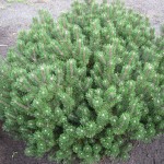Pinus mugo 'Humpy'