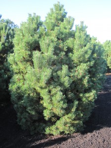 Pinus mugo Mumpitz