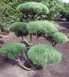 Pinus sylv. Norske Typ Bonsai