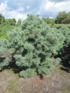 Pinus parviflora Schoons Bonsai
