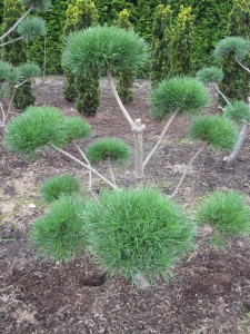 Pinus sylvestris 'Watereri' - Bonsai