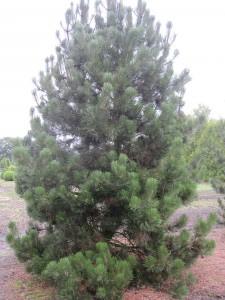 Pinus heldreichii var. leucodermis