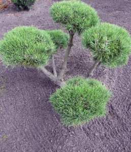 Pinus mugo mughus Bonsai