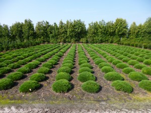 Pinus pumilio leb. Steine