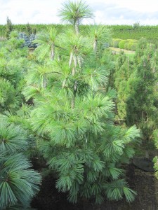 Pinus schwerinii 'Wiethorst'