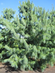 Pinus schwerinii