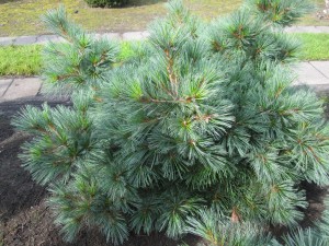 Pinus strobus 'Edel'