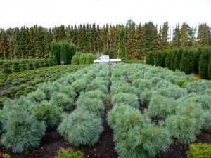 Pinus strobus 'Radiata' 3