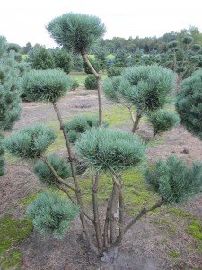 Pinus sylvestris Watereri Bonsai