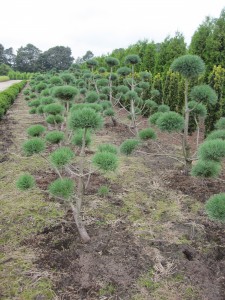 Pinus sylvestris 'Watereri' - Bonsai