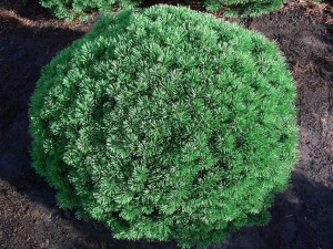Pinus mugo Mops lebende Steine