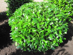 Prunus lauroc. Herbergii Kugel