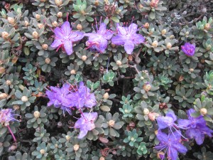 Rhodo. impeditum