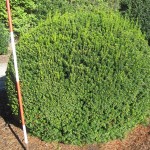 Taxus media Hillii Kugel